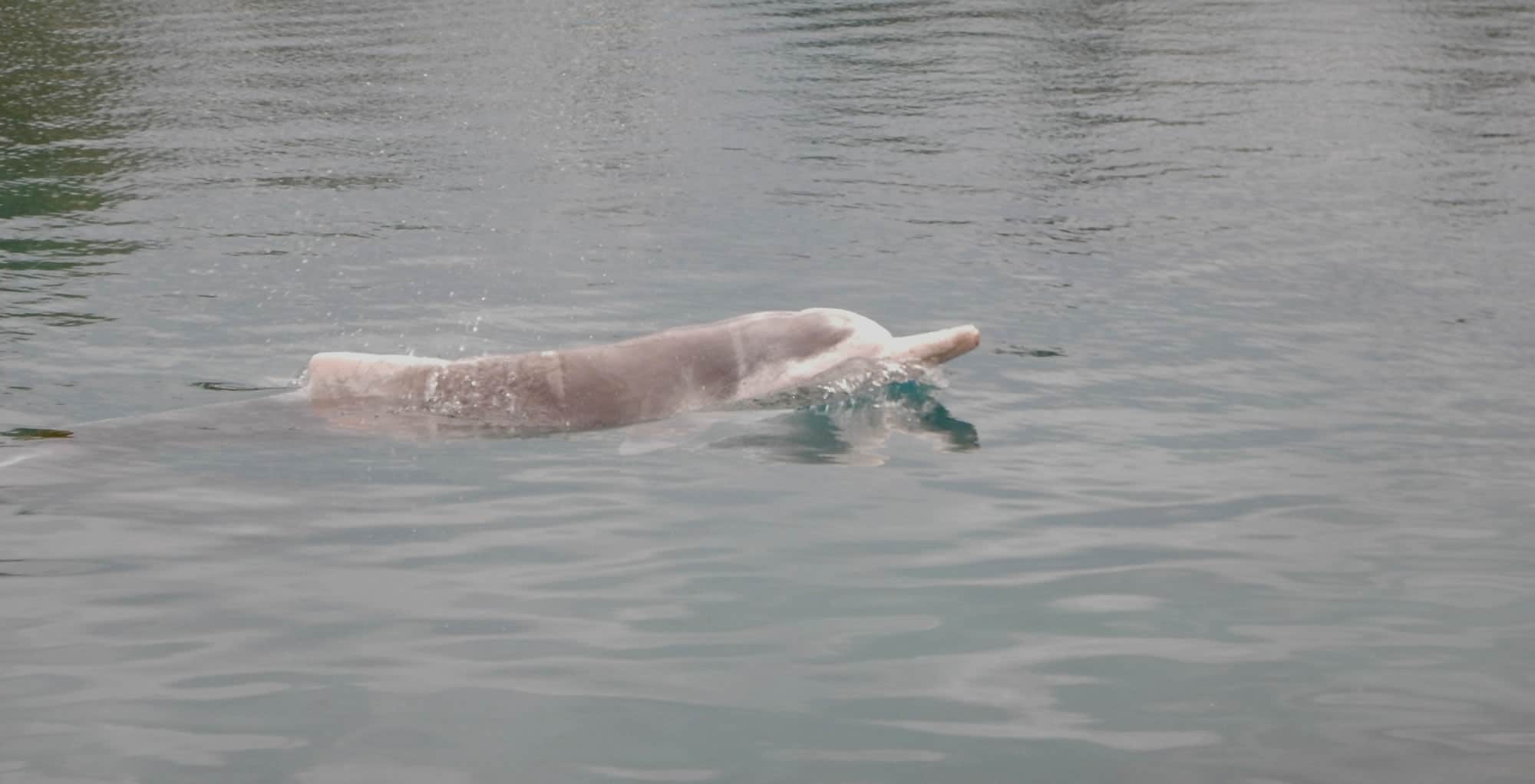 Australian Humpback Dolphin Whale Dolphin Conservation USA