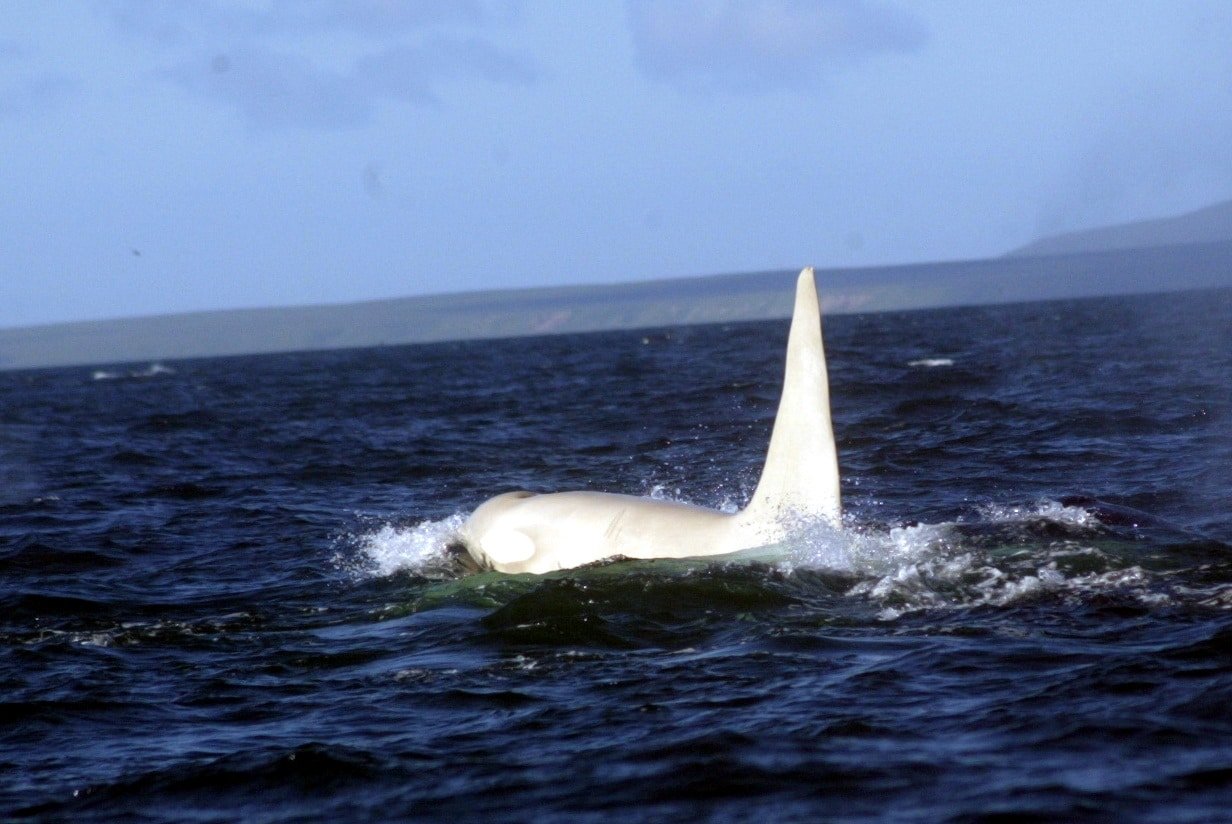 "Iceberg" - the white orca