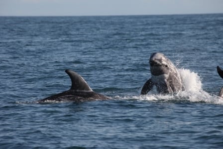 Risso's dolphin group