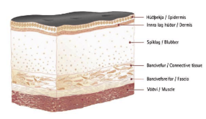 How does blubber keep whales warm? - Whale & Dolphin Conservation USA