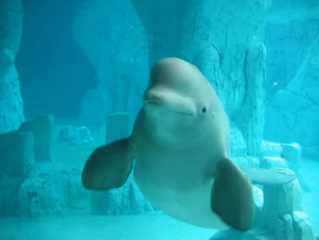 Beluga whale in captivity