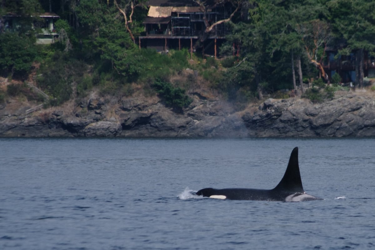 Southern resident orca