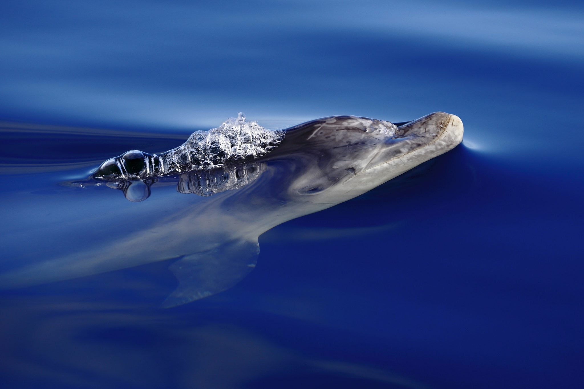 How intelligent are whales and dolphins? - Whale & Dolphin Conservation USA