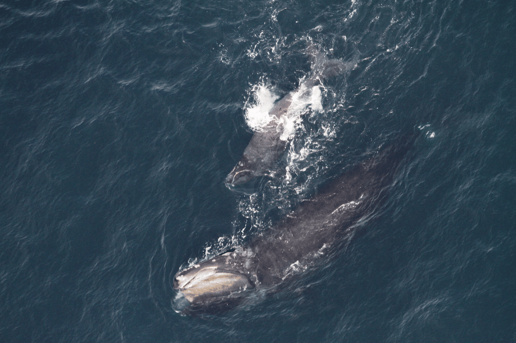 How many right whales are left? - Whale & Dolphin Conservation USA