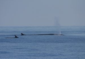 Majestic fin whales