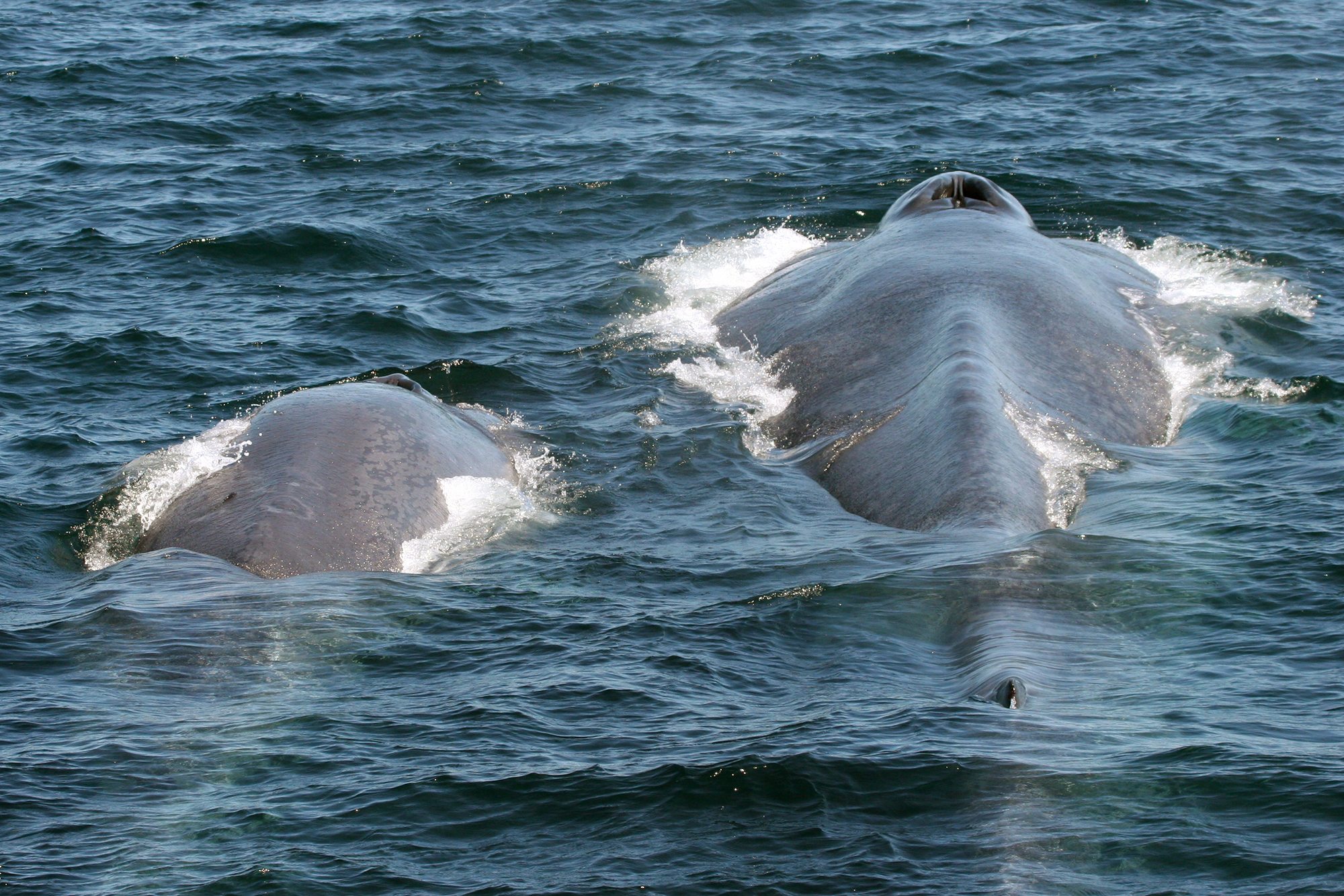 A blue whale mother with her calf swimming at the surface of the water