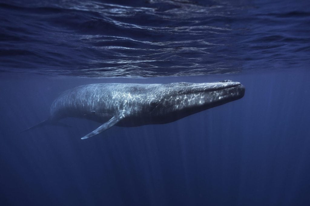 Blue whale - Whale & Dolphin Conservation USA