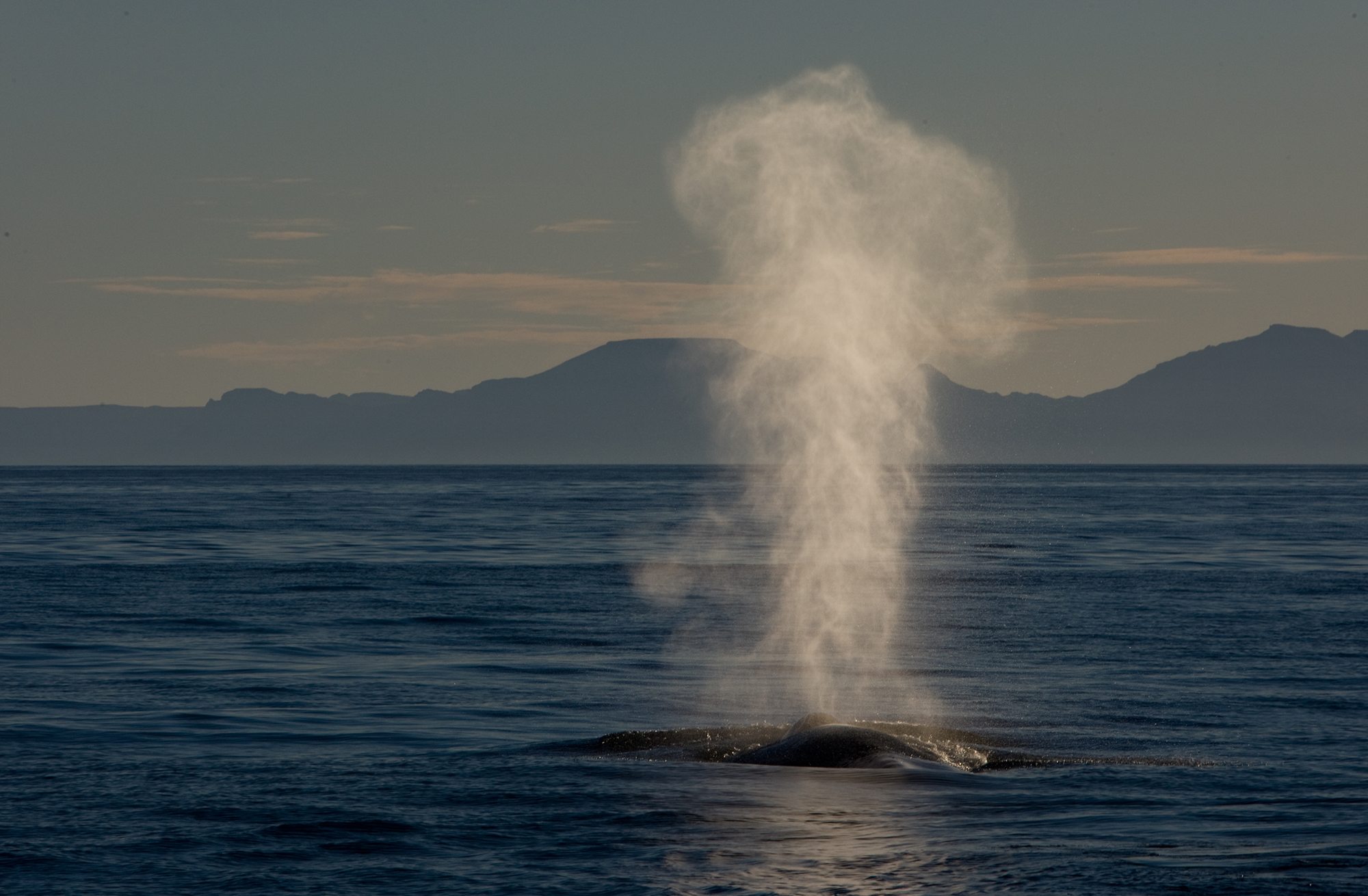 A respiratory opening such as a blowhole in whales