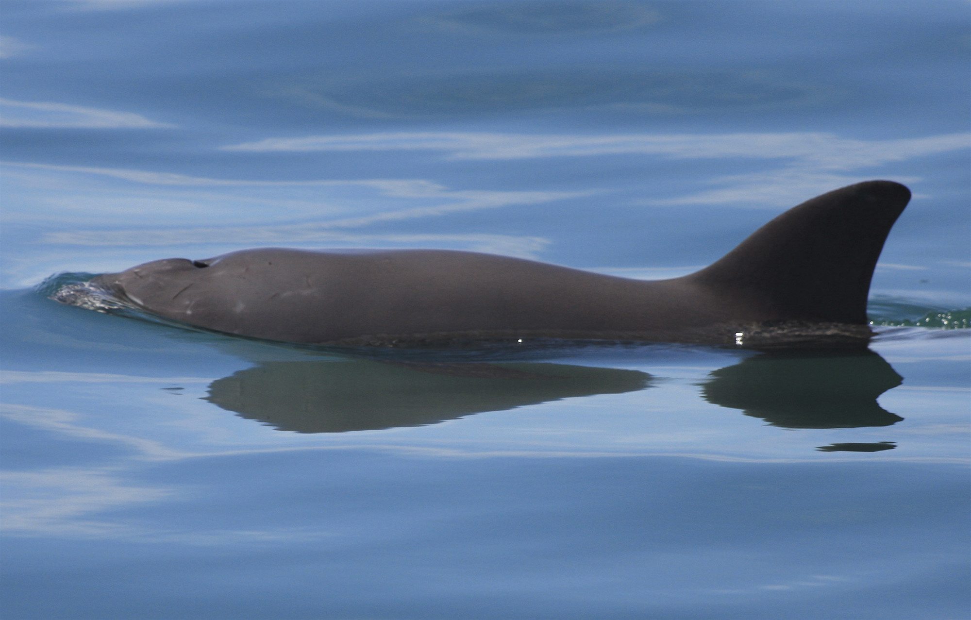 Vaquita Whale & Dolphin Conservation USA