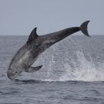 Risso's dolphin breaching with its whole body out of the water