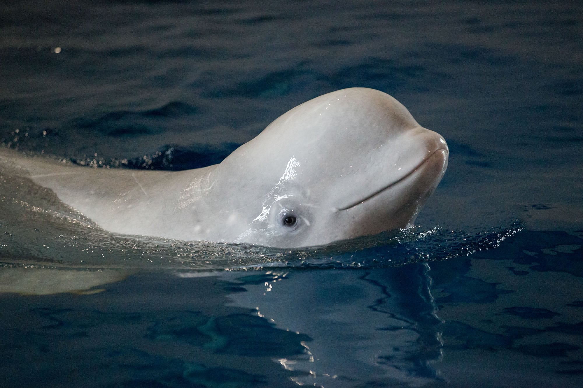 First 'retirement home' for showbiz beluga whales