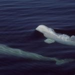 two Beluga whales swimming close together
