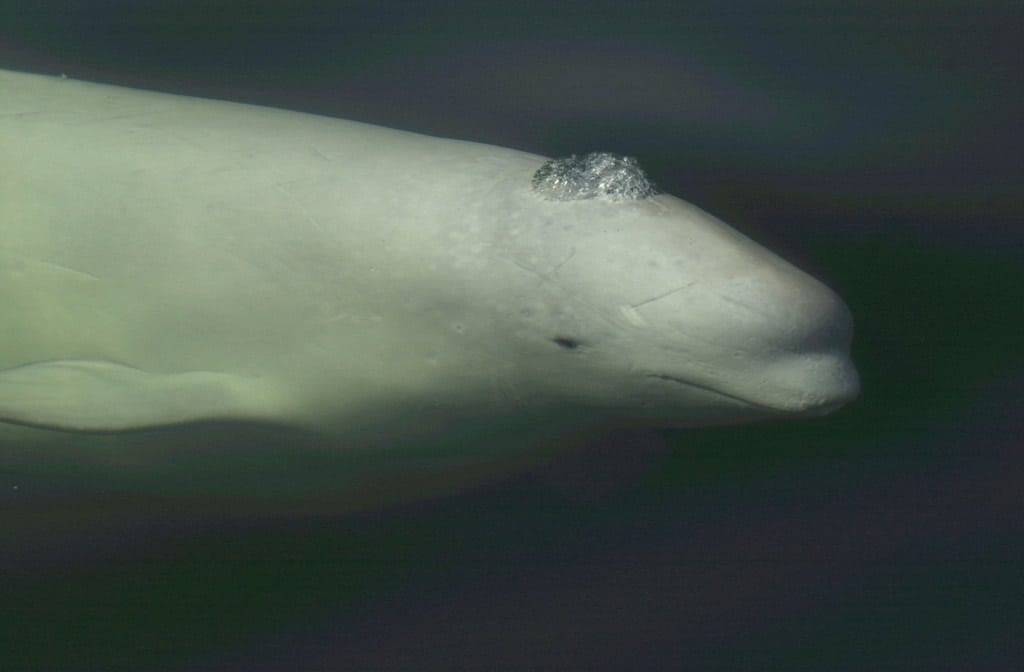 beluga whales eating fish