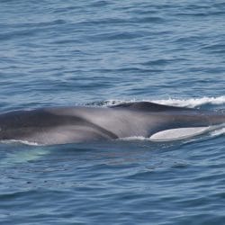 Fin whale - Whale & Dolphin Conservation USA