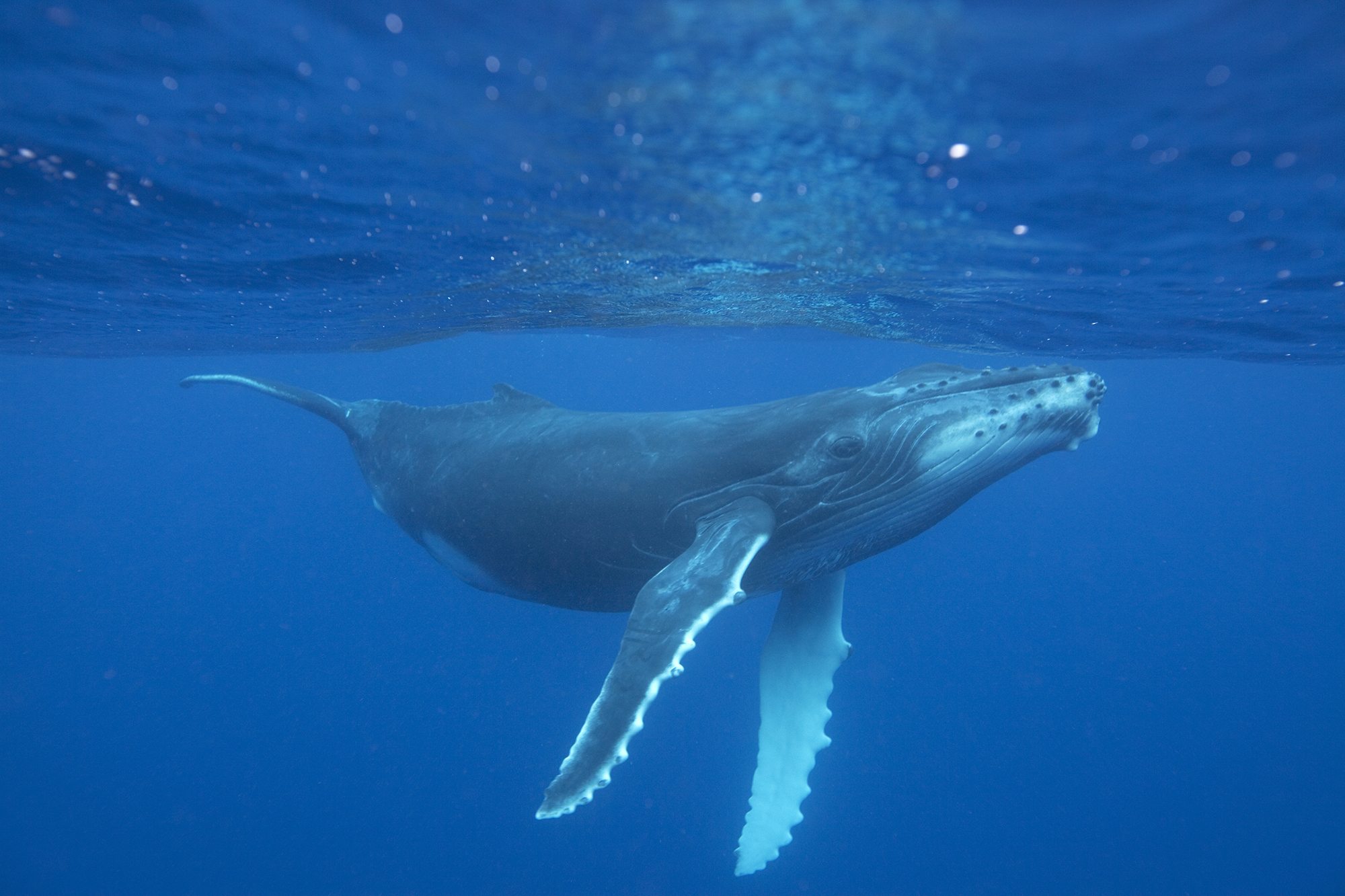 Humpback Whale Eating