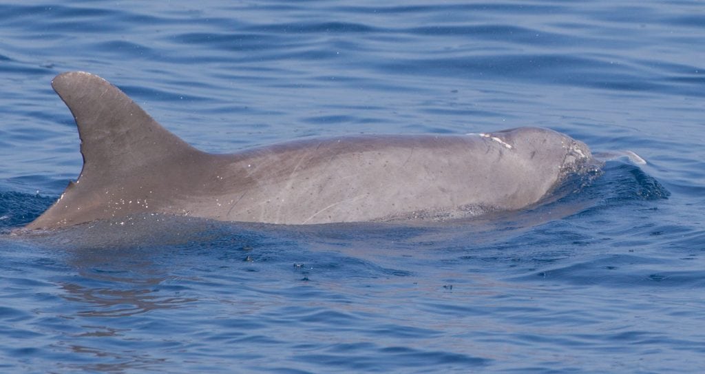 Indo-Pacific bottlenose dolphin