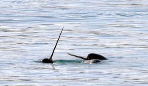 two narwhals poking their heads out of the water