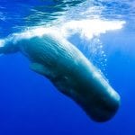 Sperm whales have large brains