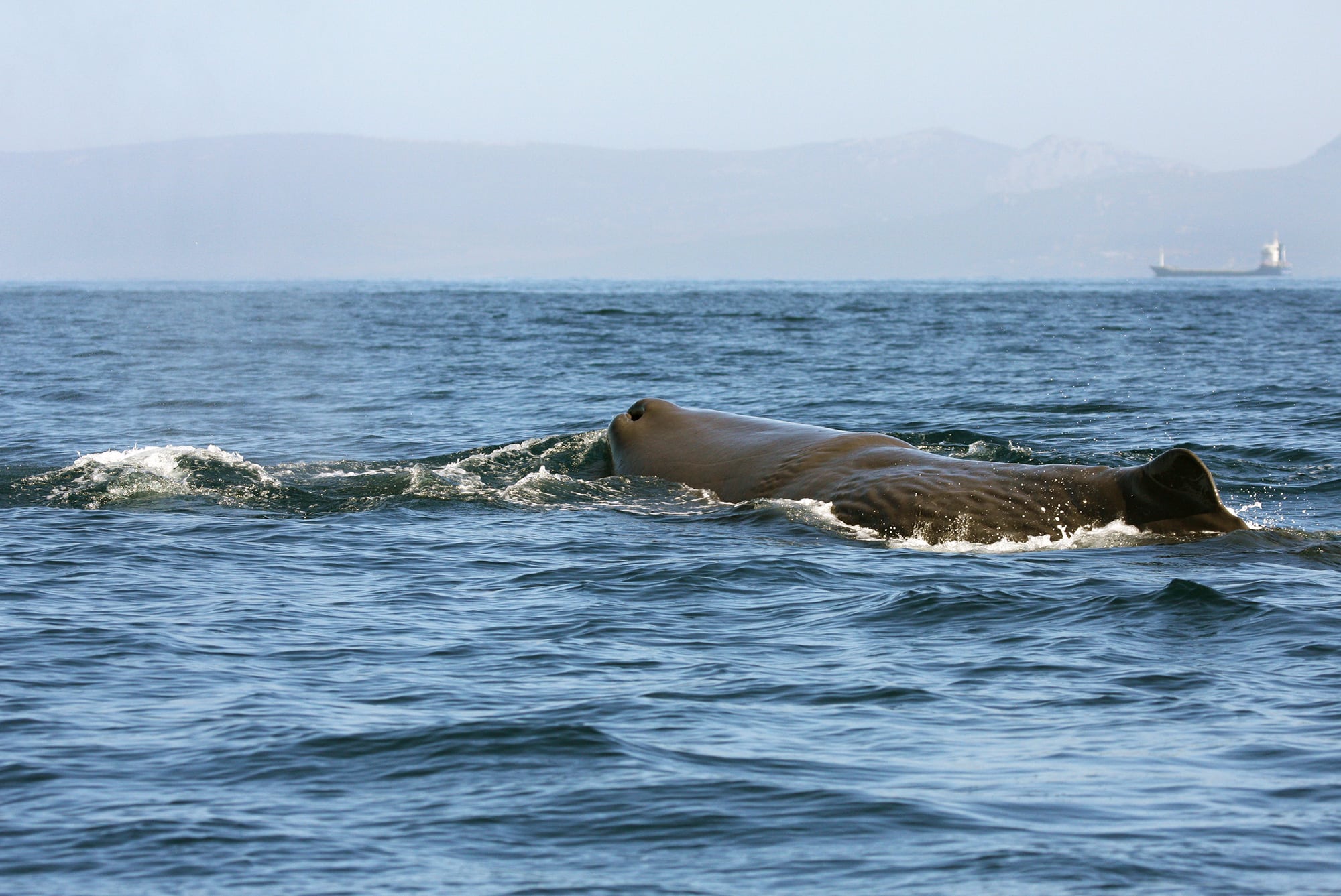 Sperm whale - Whale & Dolphin Conservation USA