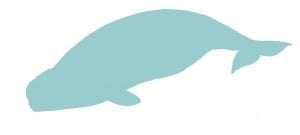 Beluga whale silhouette