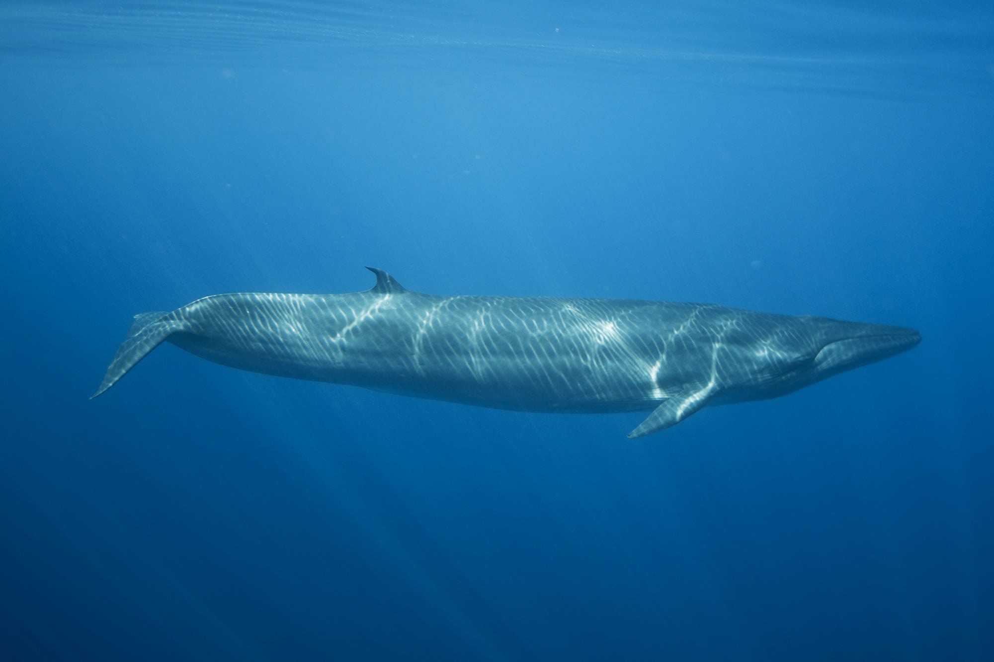 Bryde's whale - Whale & Dolphin Conservation USA
