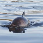 Harbour porpoise diving back into the water