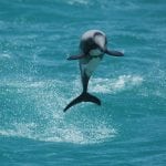 New Zealand dolphin
