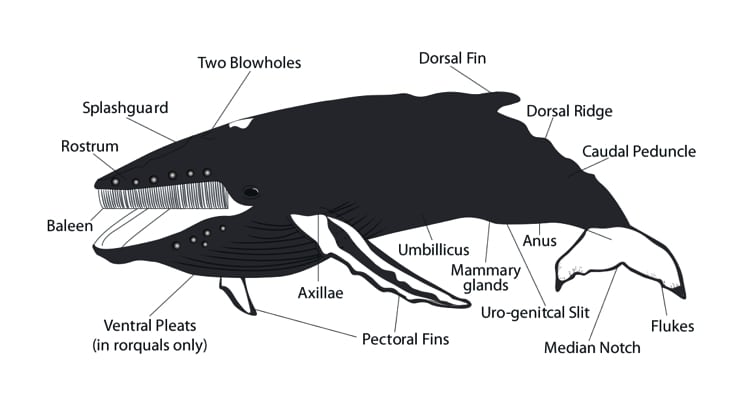 Baleen Whale anatomy