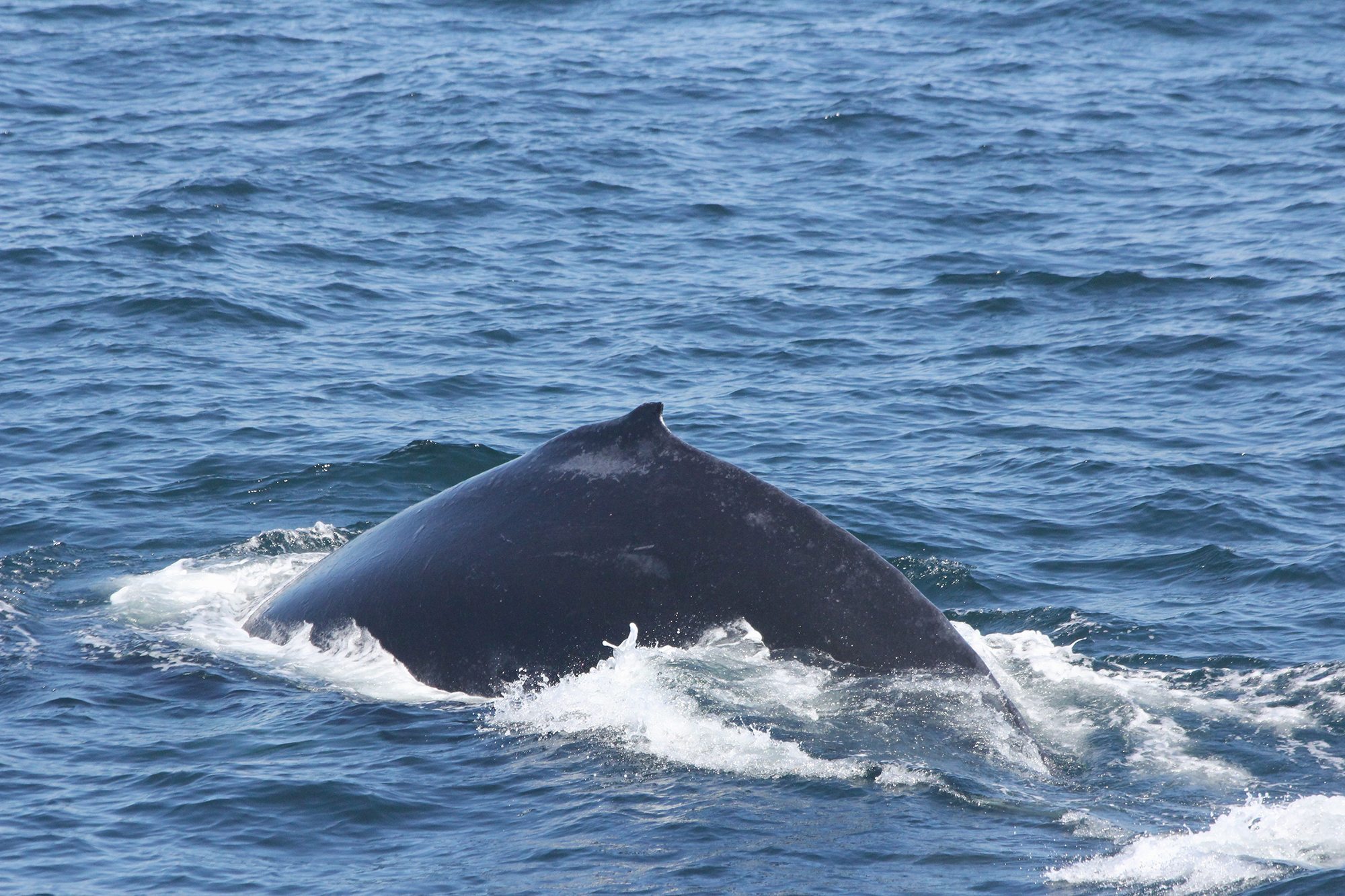 Humpback whales in the Gulf of Maine, USA - Whale & Dolphin ...