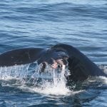 Whale tail injured by ship strike