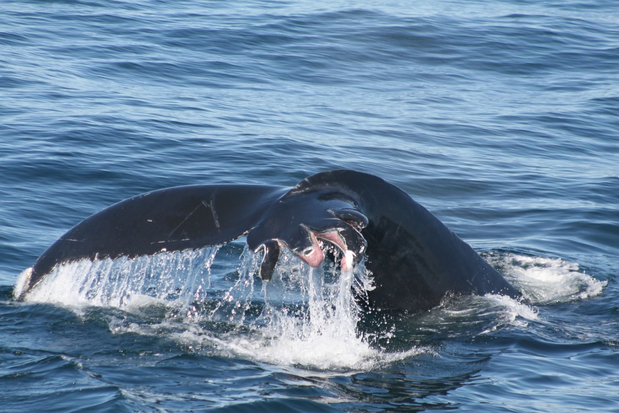 Malnutrition, ship strikes likely cause of spate of whale strandings