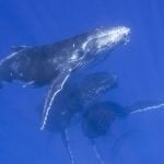 Humpback whale group swimming underwater