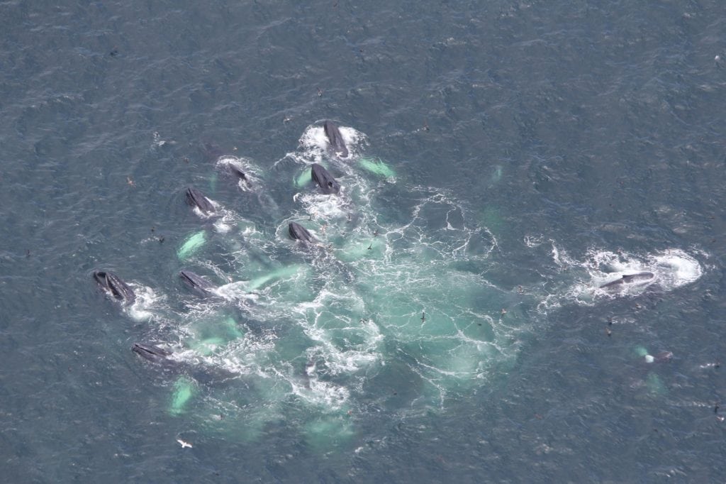 Group of Humpback whales feeding at the surface