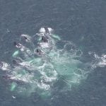 Group of Humpback whales feeding at the surface