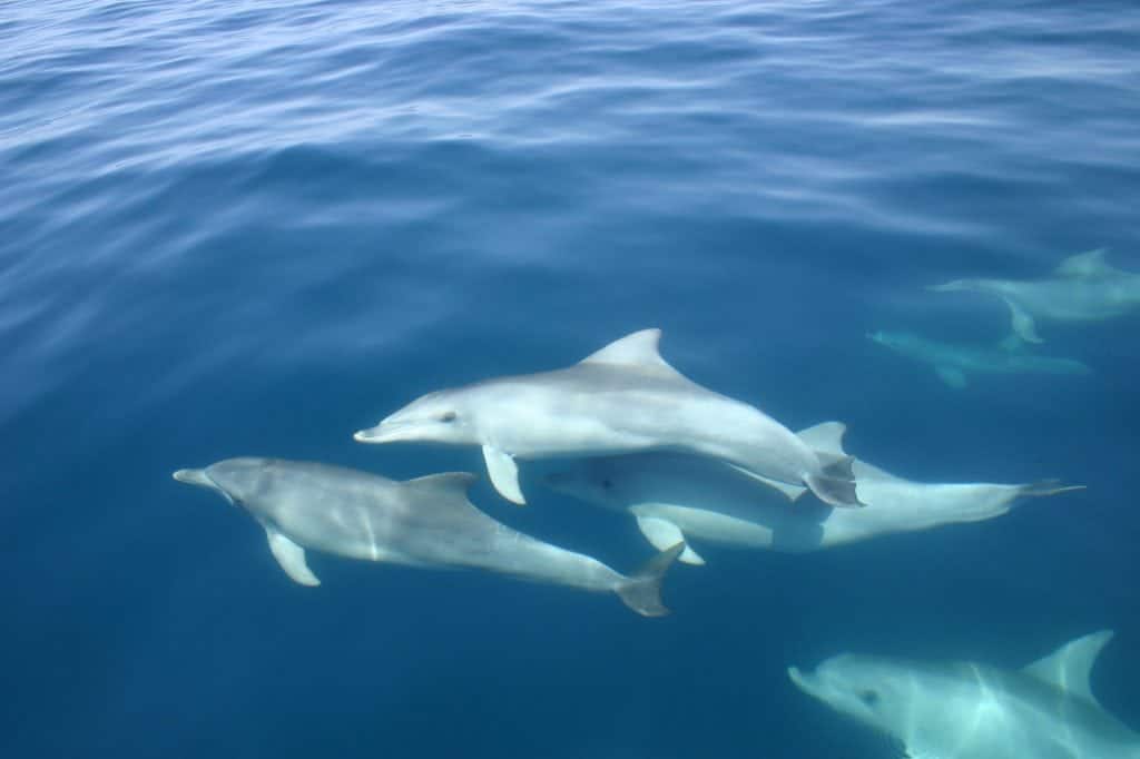 Pod of Port River dolphins swimming close to the surface