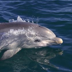 What Are The Differences Between Whales, Dolphins And Porpoises ...