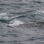 Narwhal at the surface in wavy water
