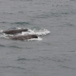two narwhals making waves at the surface