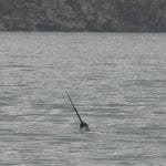 Narwhal poking its head out of the water