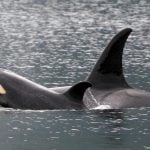 Two orca whales swimming with one poking its head out of the water