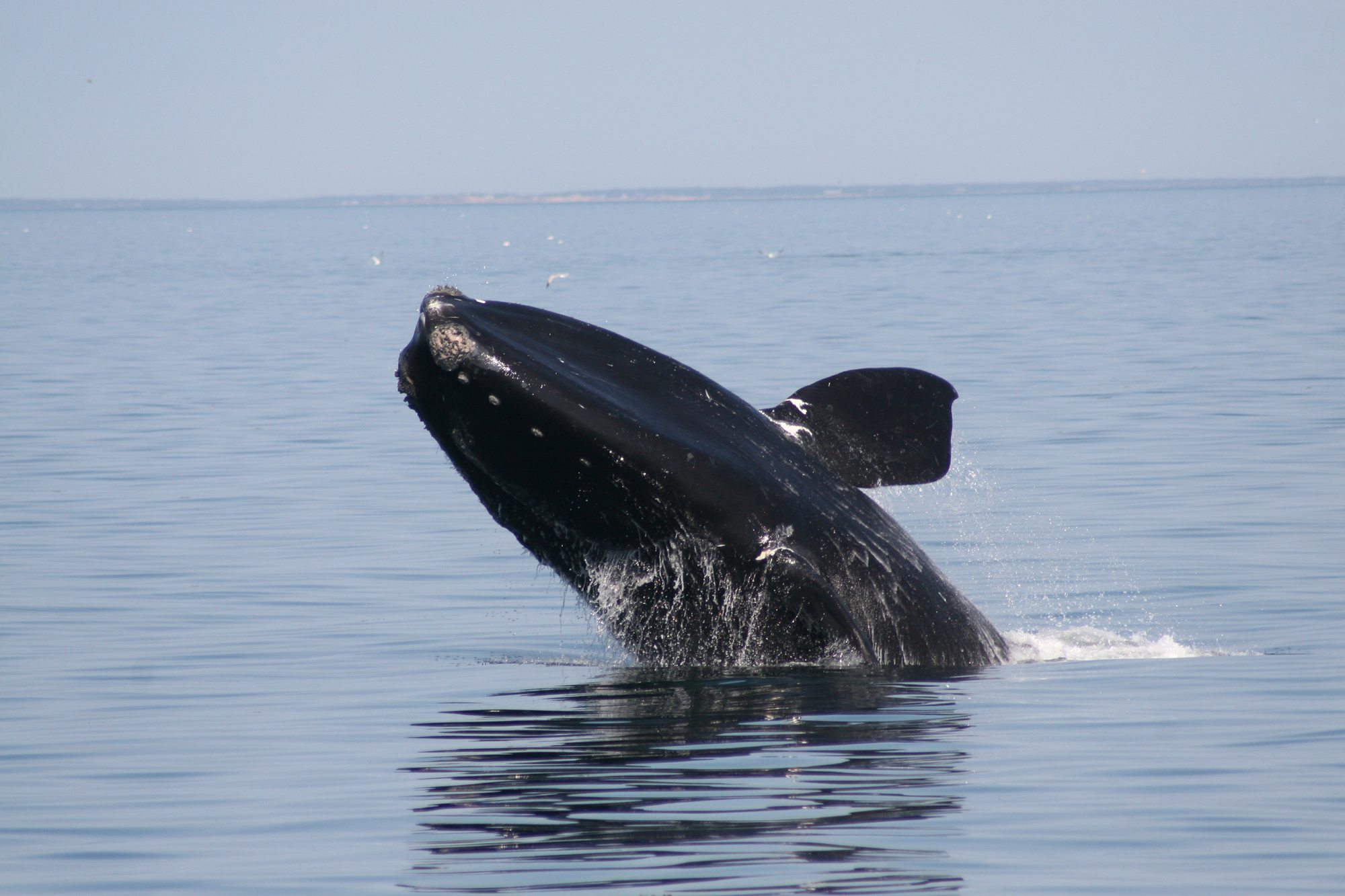 Breaching North Atlantic right whale