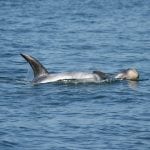 Two Risso's dolphins swimming at the surface