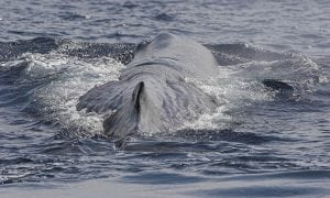 Sperm whale swimming through the water at the surface
