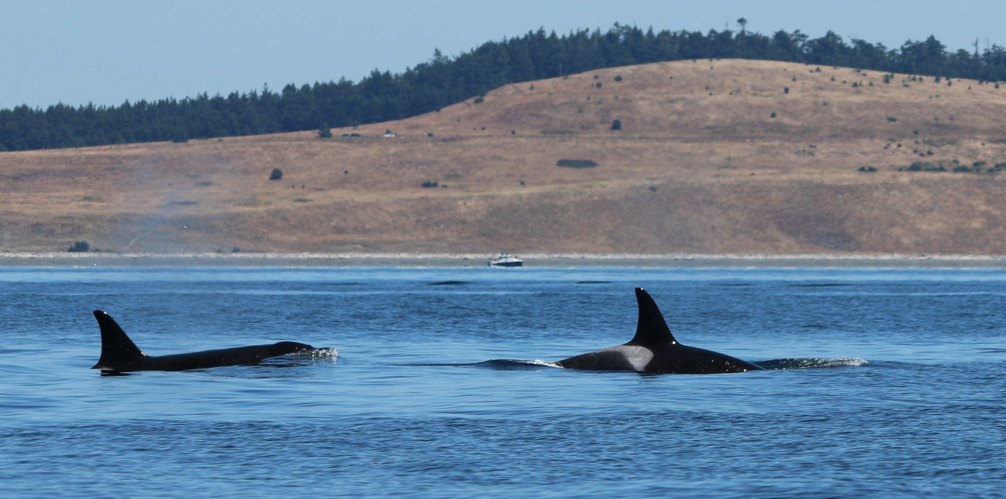 Southern Resident Orcas