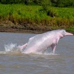 Amazon River dolphin (Boto)