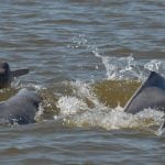 group of amazon River dolphins feeding at the surface