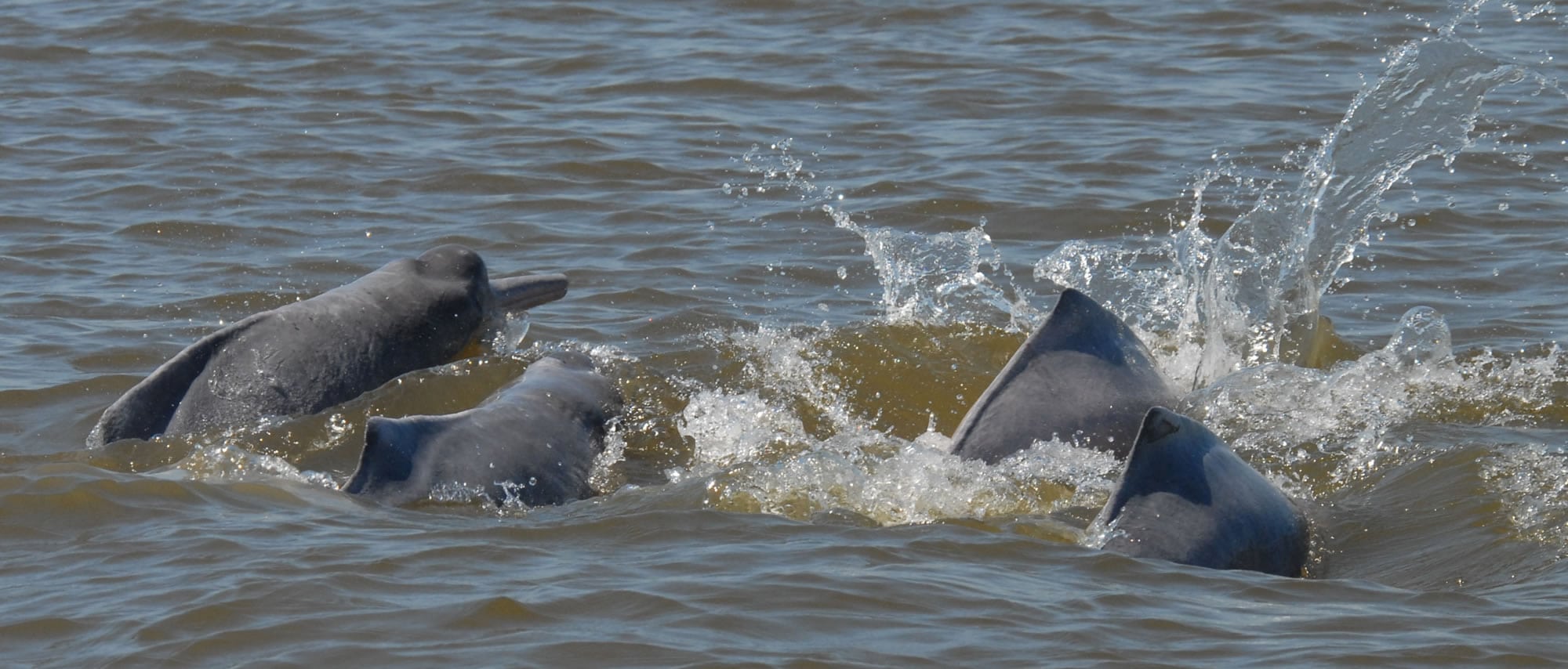 River dolphin - Whale & Dolphin Conservation USA