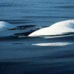 two Beluga whales