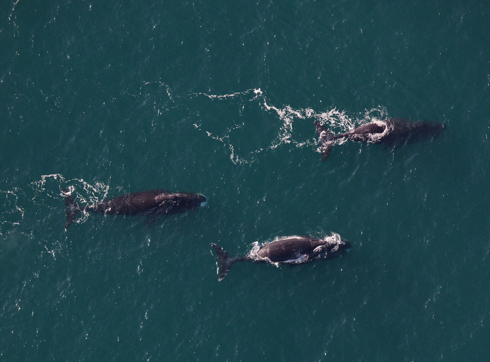 Three Bowhead whales swimming, seen from above © Julie Mockin
