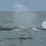 Bryde's whales